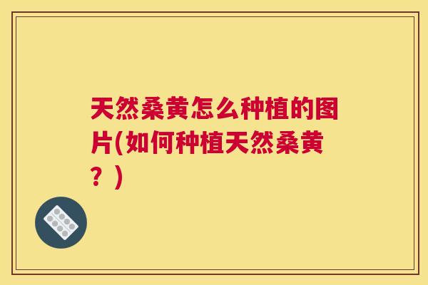 天然桑黄怎么种植的图片(如何种植天然桑黄?) 天然桑黄怎么种植的图片(如何种植天然桑黄?)