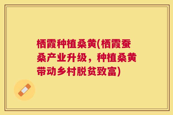 栖霞种植桑黄(栖霞蚕桑产业升级,种植桑黄带动乡村脱贫致富) 栖霞种植桑黄(栖霞蚕桑产业升级,种植桑黄带动乡村脱贫致富)