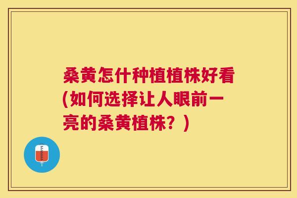 桑黄怎什种植植株好看(如何选择让人眼前一亮的桑黄植株?) 桑黄怎什种植植株好看(如何选择让人眼前一亮的桑黄植株?)