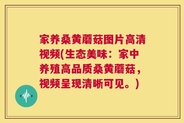家养桑黄蘑菇图片高清视频(生态美味:家中养殖高品质桑黄蘑菇,视频呈现清晰可见。) 家养桑黄蘑菇图片高清视频(生态美味:家中养殖高品质桑黄蘑菇,视频呈现清晰可见。)