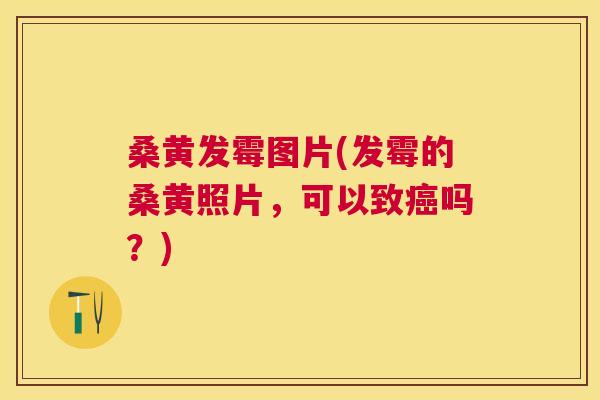 桑黄发霉图片(发霉的桑黄照片，可以致吗？)