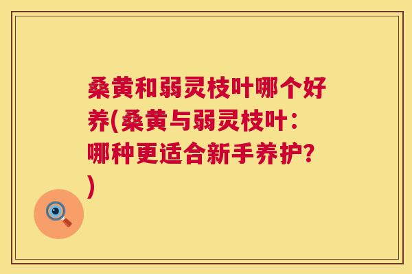 桑黄和弱灵枝叶哪个好养(桑黄与弱灵枝叶:哪种更适合新手养护?) 桑黄和弱灵枝叶哪个好养(桑黄与弱灵枝叶:哪种更适合新手养护?)