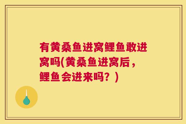 有黄桑鱼进窝鲤鱼敢进窝吗(黄桑鱼进窝后,鲤鱼会进来吗?) 有黄桑鱼进窝鲤鱼敢进窝吗(黄桑鱼进窝后,鲤鱼会进来吗?)