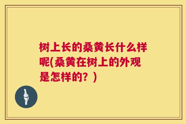 树上长的桑黄长什么样呢(桑黄在树上的外观是怎样的?) 树上长的桑黄长什么样呢(桑黄在树上的外观是怎样的?)