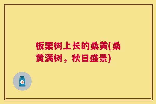 板栗树上长的桑黄(桑黄满树,秋日盛景) 板栗树上长的桑黄(桑黄满树,秋日盛景)