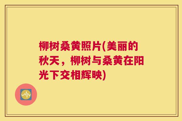 柳树桑黄照片(美丽的秋天,柳树与桑黄在阳光下交相辉映) 柳树桑黄照片(美丽的秋天,柳树与桑黄在阳光下交相辉映)