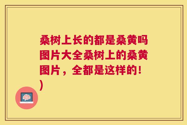 桑树上长的都是桑黄吗图片大全桑树上的桑黄图片,全都是这样的!) 桑树上长的都是桑黄吗图片大全桑树上的桑黄图片,全都是这样的!)