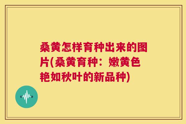 桑黄怎样育种出来的图片(桑黄育种:嫩黄色艳如秋叶的新品种) 桑黄怎样育种出来的图片(桑黄育种:嫩黄色艳如秋叶的新品种)