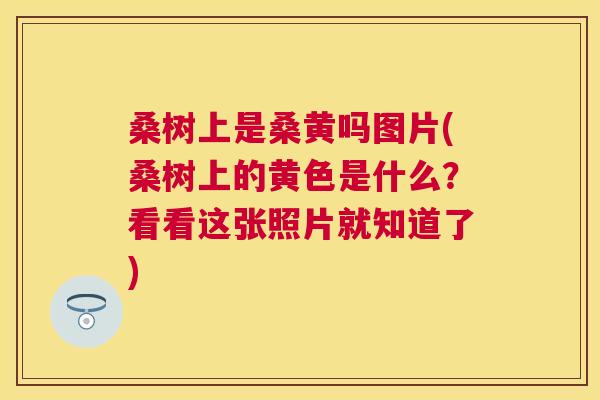 桑树上是桑黄吗图片(桑树上的黄色是什么?看看这张照片就知道了) 桑树上是桑黄吗图片(桑树上的黄色是什么?看看这张照片就知道了)