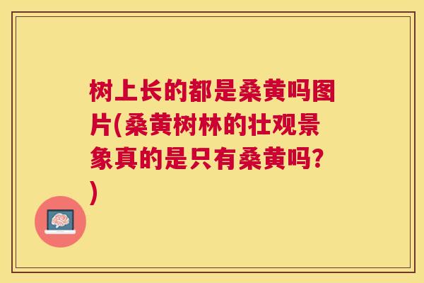 树上长的都是桑黄吗图片(桑黄树林的壮观景象真的是只有桑黄吗?) 树上长的都是桑黄吗图片(桑黄树林的壮观景象真的是只有桑黄吗?)
