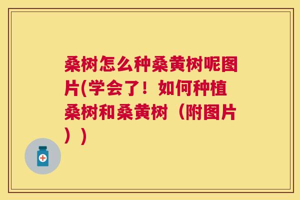 桑树怎么种桑黄树呢图片(学会了!如何种植桑树和桑黄树(附图片)) 桑树怎么种桑黄树呢图片(学会了!如何种植桑树和桑黄树(附图片))