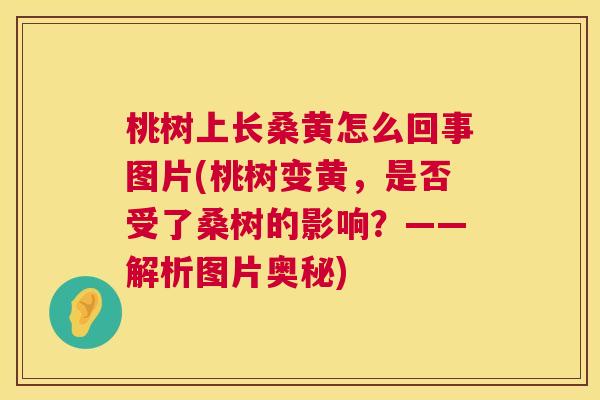 桃树上长桑黄怎么回事图片(桃树变黄,是否受了桑树的影响?——解析图片奥秘) 桃树上长桑黄怎么回事图片(桃树变黄,是否受了桑树的影响?——解析图片奥秘)