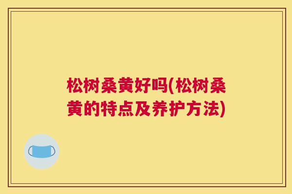 松树桑黄好吗(松树桑黄的特点及养护方法) 松树桑黄好吗(松树桑黄的特点及养护方法)