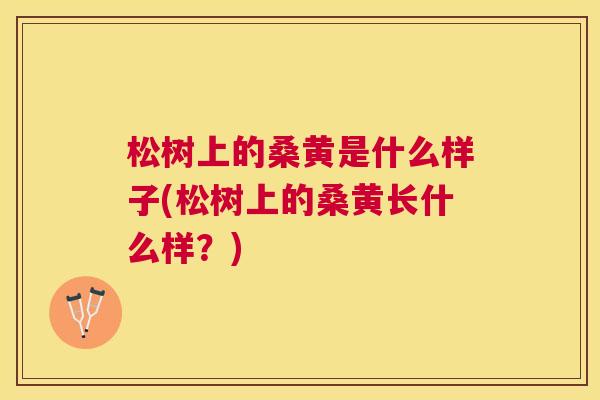 松树上的桑黄是什么样子(松树上的桑黄长什么样?) 松树上的桑黄是什么样子(松树上的桑黄长什么样?)