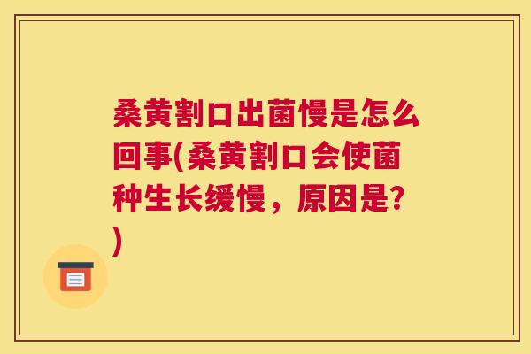 桑黄割口出菌慢是怎么回事(桑黄割口会使菌种生长缓慢,原因是?) 桑黄割口出菌慢是怎么回事(桑黄割口会使菌种生长缓慢,原因是?)