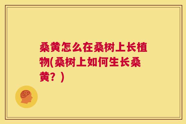 桑黄怎么在桑树上长植物(桑树上如何生长桑黄?) 桑黄怎么在桑树上长植物(桑树上如何生长桑黄?)