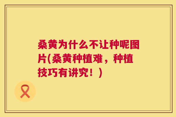 桑黄为什么不让种呢图片(桑黄种植难,种植技巧有讲究!) 桑黄为什么不让种呢图片(桑黄种植难,种植技巧有讲究!)