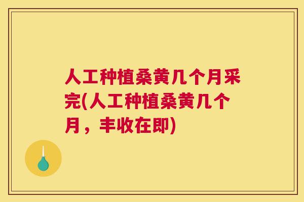 人工种植桑黄几个月采完(人工种植桑黄几个月,丰收在即) 人工种植桑黄几个月采完(人工种植桑黄几个月,丰收在即)