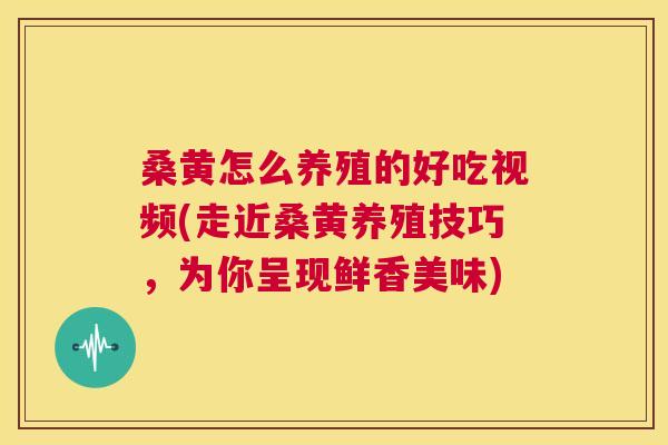 桑黄怎么养殖的好吃视频(走近桑黄养殖技巧,为你呈现鲜香美味) 桑黄怎么养殖的好吃视频(走近桑黄养殖技巧,为你呈现鲜香美味)