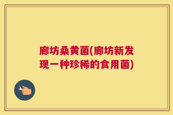 廊坊桑黄菌(廊坊新发现一种珍稀的食用菌) 廊坊桑黄菌(廊坊新发现一种珍稀的食用菌)