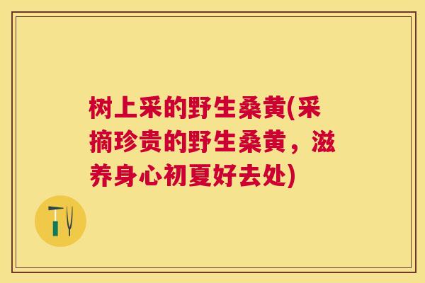 树上采的野生桑黄(采摘珍贵的野生桑黄,滋养身心初夏好去处) 树上采的野生桑黄(采摘珍贵的野生桑黄,滋养身心初夏好去处)
