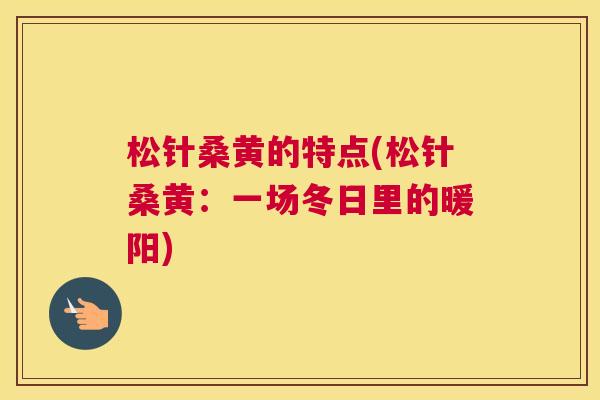 松针桑黄的特点(松针桑黄:一场冬日里的暖阳) 松针桑黄的特点(松针桑黄:一场冬日里的暖阳)