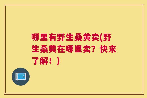 哪里有野生桑黄卖(野生桑黄在哪里卖？快来了解！)
