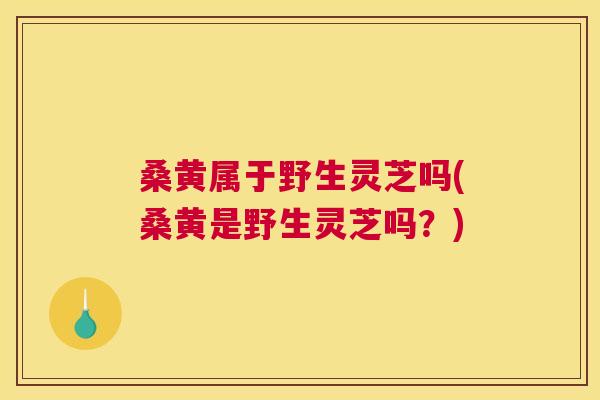 桑黄属于野生灵芝吗(桑黄是野生灵芝吗?) 桑黄属于野生灵芝吗(桑黄是野生灵芝吗?)