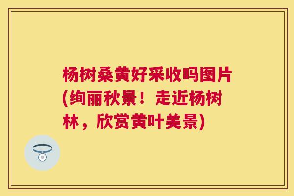 杨树桑黄好采收吗图片(绚丽秋景!走近杨树林,欣赏黄叶美景) 杨树桑黄好采收吗图片(绚丽秋景!走近杨树林,欣赏黄叶美景)