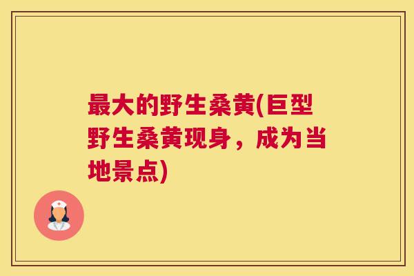 大的野生桑黄(巨型野生桑黄现身，成为当地景点)