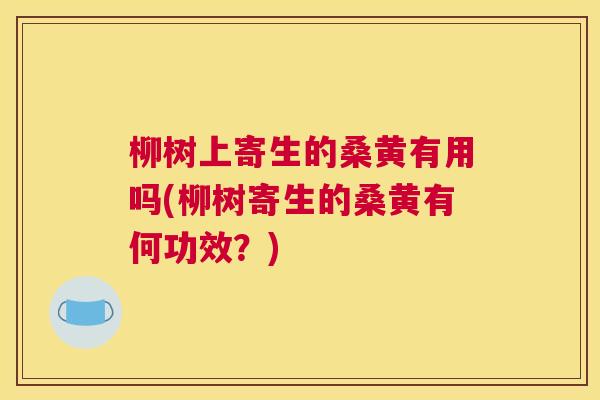 柳树上寄生的桑黄有用吗(柳树寄生的桑黄有何功效？)