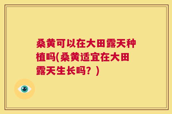 桑黄可以在大田露天种植吗(桑黄适宜在大田露天生长吗？)