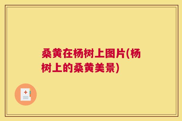 桑黄在杨树上图片(杨树上的桑黄美景)
