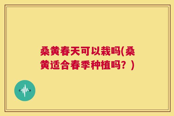 桑黄春天可以栽吗(桑黄适合春季种植吗？)