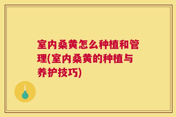 室内桑黄怎么种植和管理(室内桑黄的种植与养护技巧)