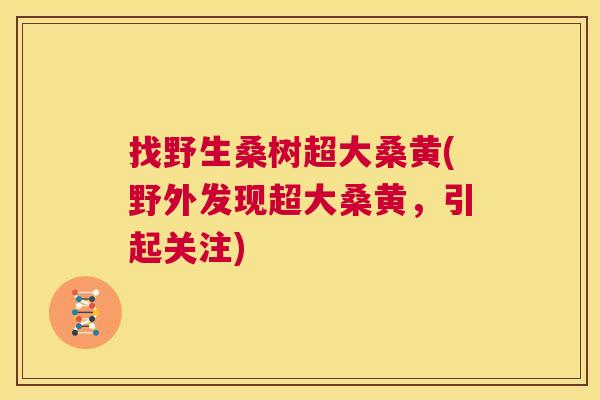 找野生桑树超大桑黄(野外发现超大桑黄，引起关注)