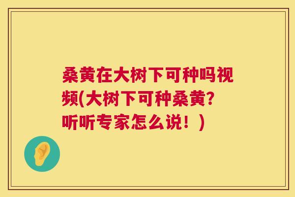 桑黄在大树下可种吗视频(大树下可种桑黄？听听专家怎么说！)