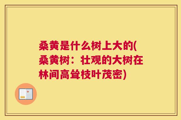 桑黄是什么树上大的(桑黄树：壮观的大树在林间高耸枝叶茂密)
