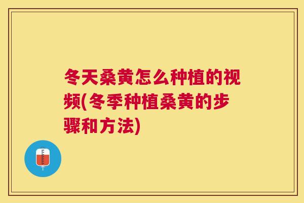 冬天桑黄怎么种植的视频(冬季种植桑黄的步骤和方法)