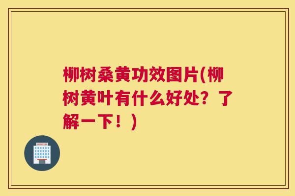柳树桑黄功效图片(柳树黄叶有什么好处？了解一下！)