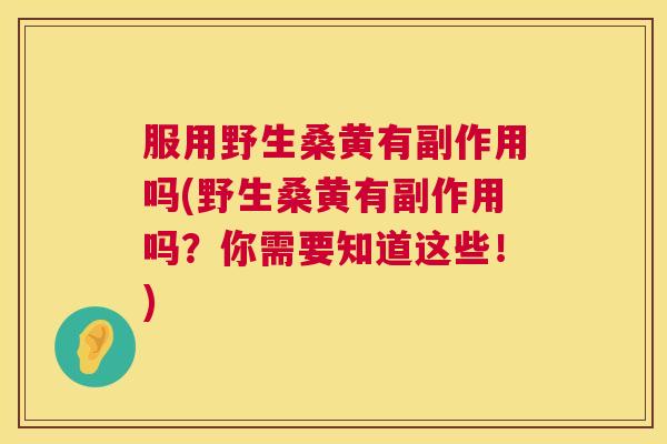 服用野生桑黄有副作用吗(野生桑黄有副作用吗？你需要知道这些！)