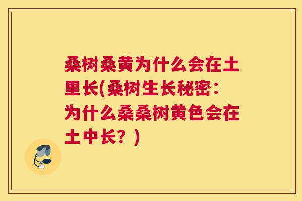 桑树桑黄为什么会在土里长(桑树生长秘密：为什么桑桑树黄色会在土中长？)