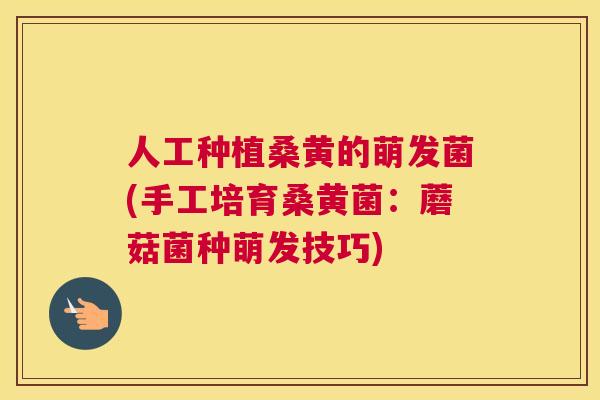 人工种植桑黄的萌发菌(手工培育桑黄菌：蘑菇菌种萌发技巧)