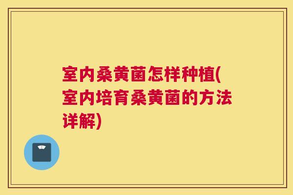 室内桑黄菌怎样种植(室内培育桑黄菌的方法详解)