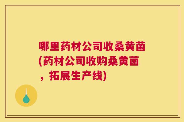 哪里药材公司收桑黄菌(药材公司收购桑黄菌,拓展生产线) 哪里药材公司收桑黄菌(药材公司收购桑黄菌,拓展生产线)