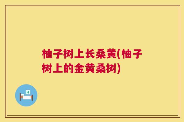 柚子树上长桑黄(柚子树上的金黄桑树)