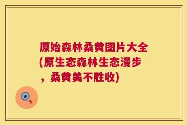 原始森林桑黄图片大全(原生态森林生态漫步，桑黄美不胜收)