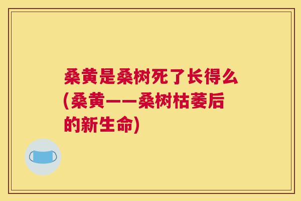 桑黄是桑树死了长得么(桑黄——桑树枯萎后的新生命)