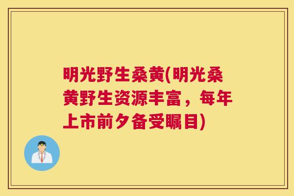 明光野生桑黄(明光桑黄野生资源丰富,每年上市前夕备受瞩目) 明光野生桑黄(明光桑黄野生资源丰富,每年上市前夕备受瞩目)