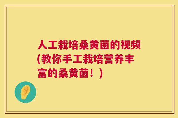 人工栽培桑黄菌的视频(教你手工栽培营养丰富的桑黄菌!) 人工栽培桑黄菌的视频(教你手工栽培营养丰富的桑黄菌!)